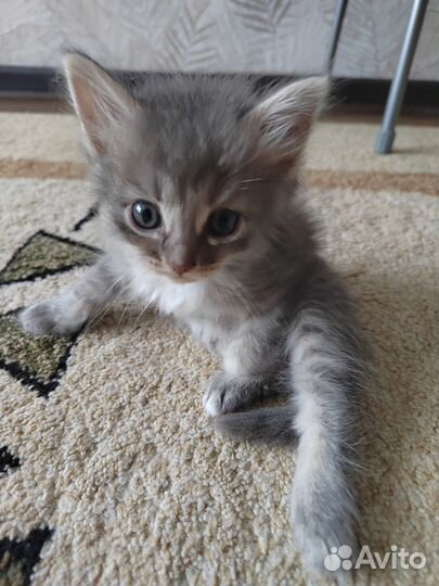 Котята в добрые руки бесплатно