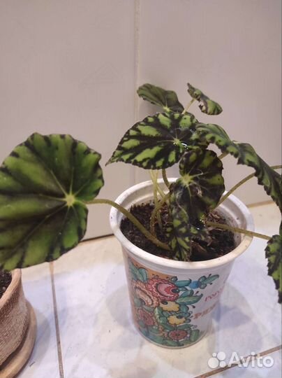 Суккулент, стапелия, бегония, молочай