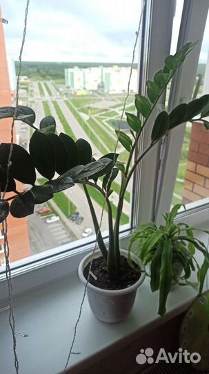 Замиокулькас 90см