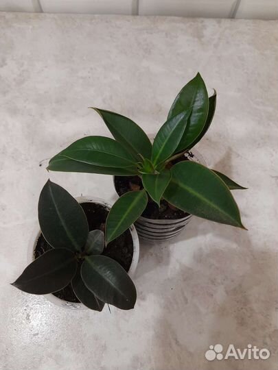 Фикусы разные