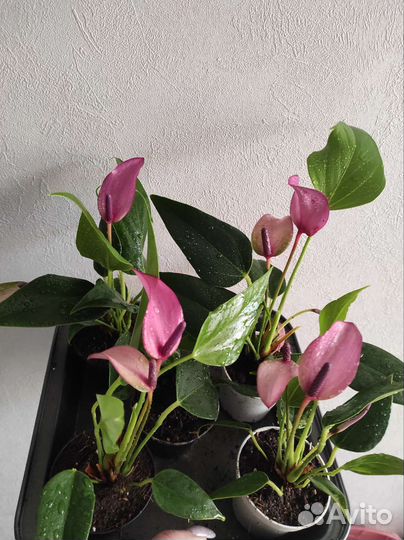 Антуриум зизу