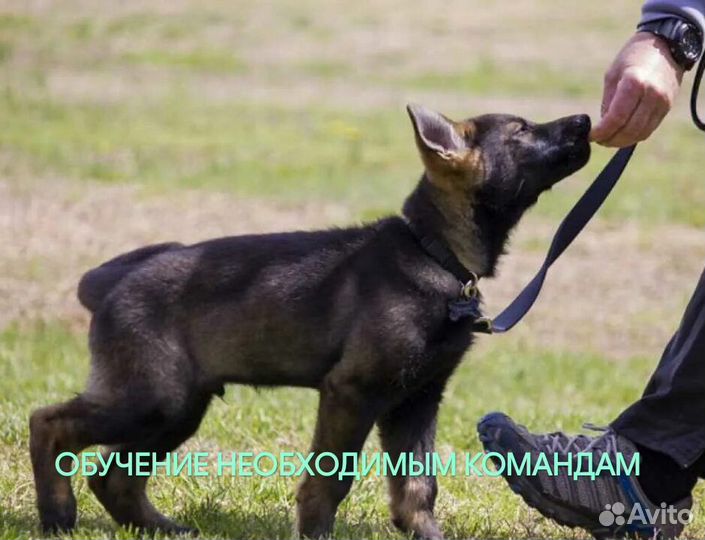 Кинолог. Дрессировка собак и воспитание щенков