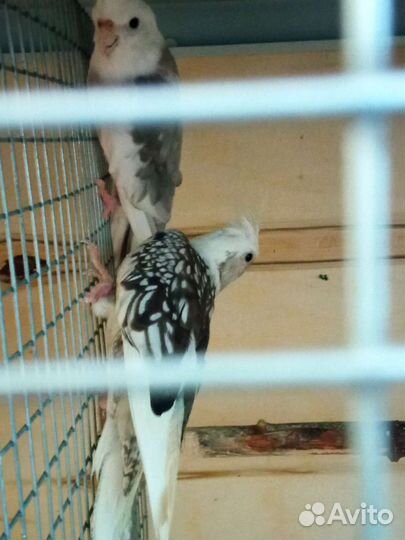 Попугаи. Белая безщëкая