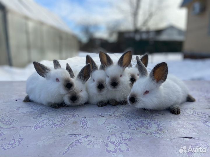Крольчата калифорнийские