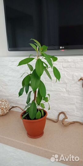Крупные экземляры фикусов
