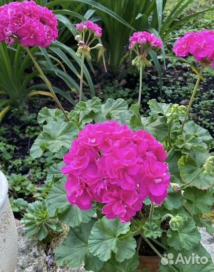 Ив Сказка Персии