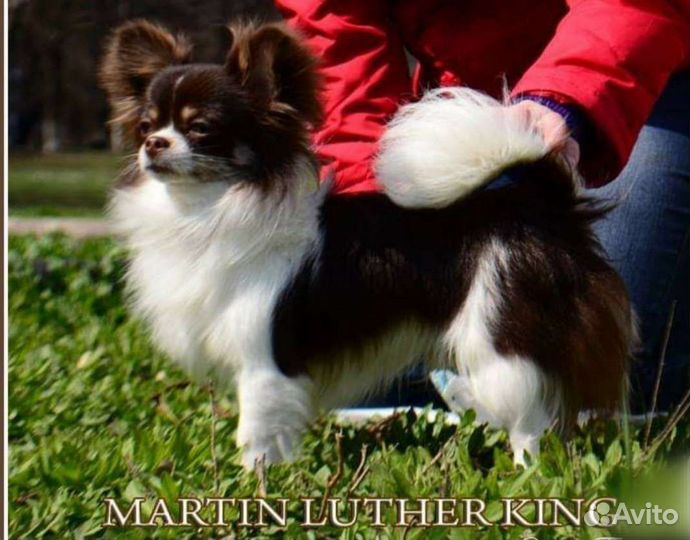 Чихуахуа кобель для вязки