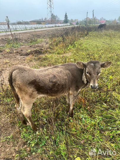 Корова хорошая дойная