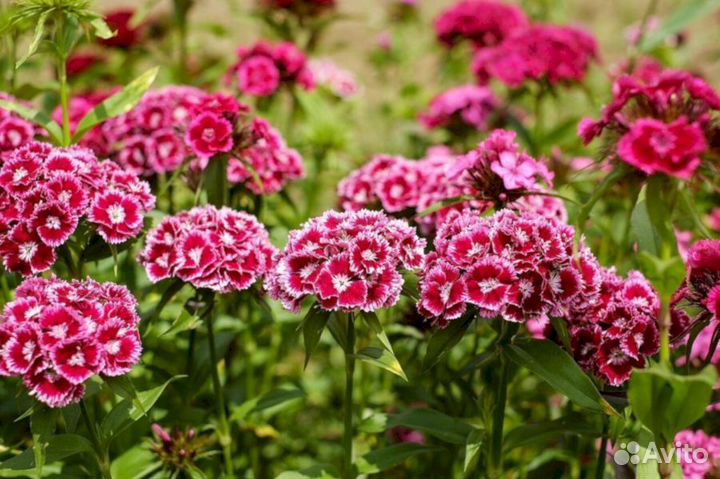 Гвоздика турецкая