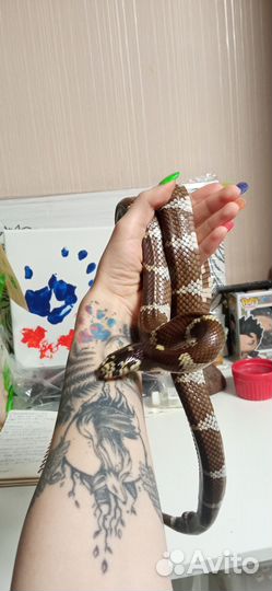 Молочная королевская змея