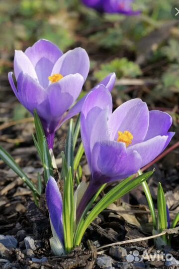 Цветы для сада