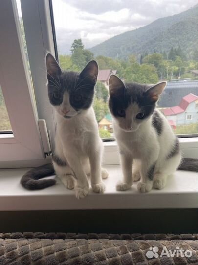 Котята,девочки