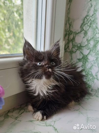 Котята мейн-кун