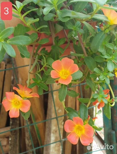 Портулак ампельный