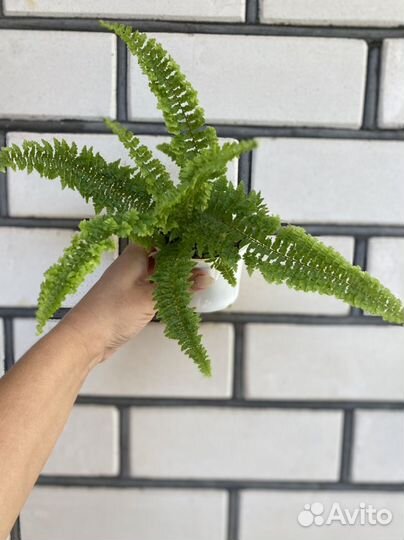 Папоротники сортовые