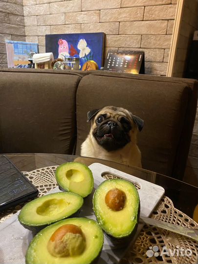 Услуги кинолога