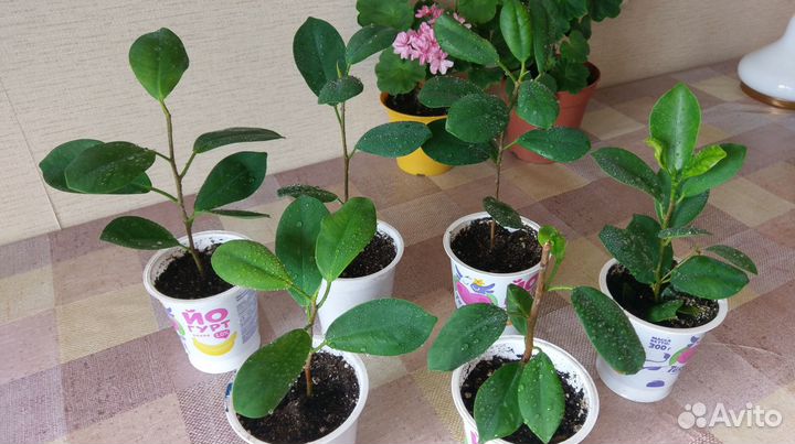 Фикусы микрокапра (моклейм) мокламе