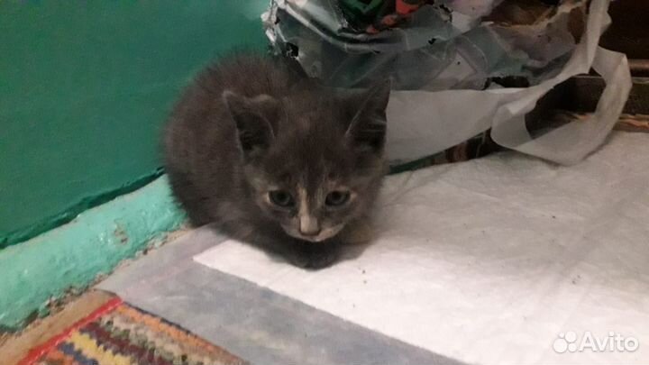 Котенок в добрые руки