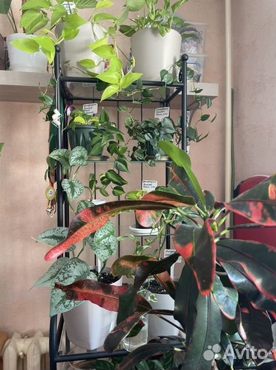 Комнатные цветы