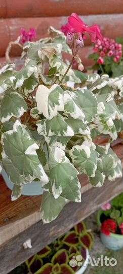 Герань Пеларгония