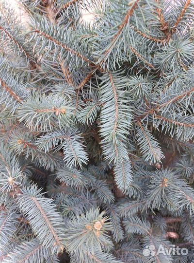 Ель 2.5м