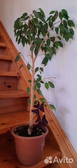 Фикус бенджамина