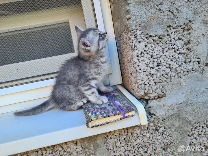 Отдам в добрые руки
