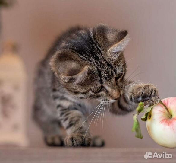 Котенок котик кот 2,5 месяца, в добрые руки