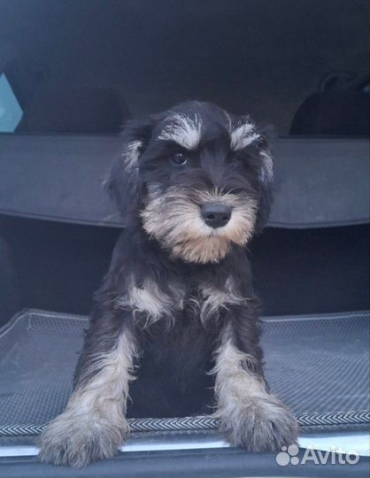 Цвергшнауцер щенки