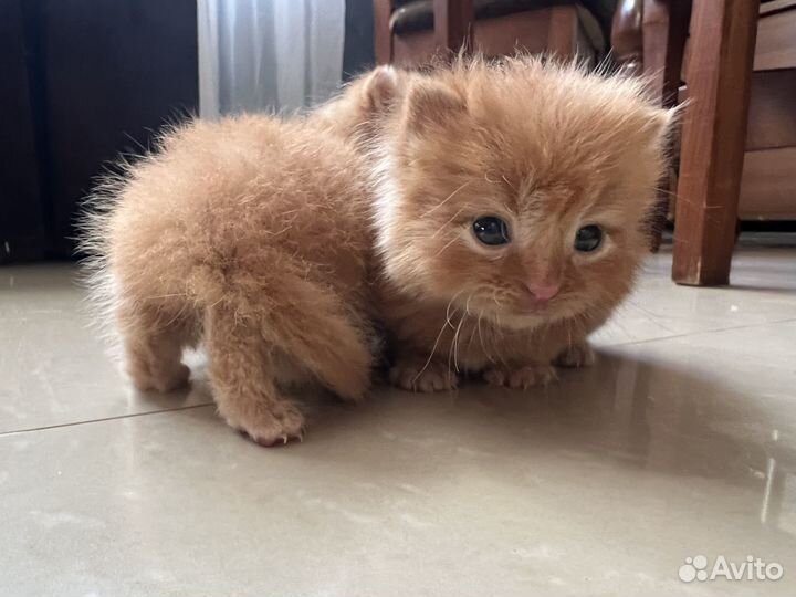 Котята отдам даром