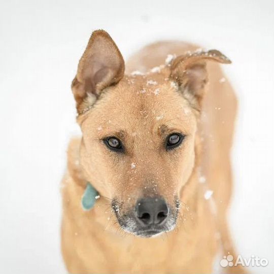 Собаки в дар