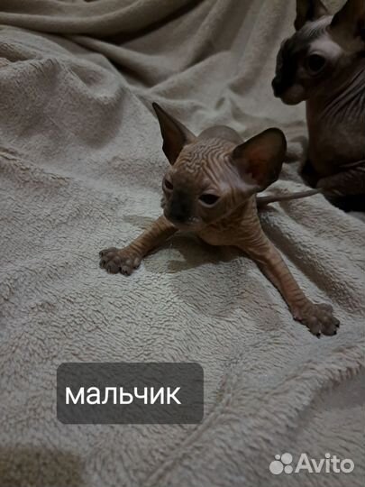 Канадский сфинкс котенок