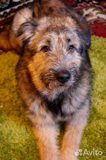 Собака Филип пушистый ищет дом