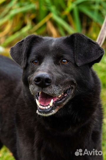 Собака в добрые руки