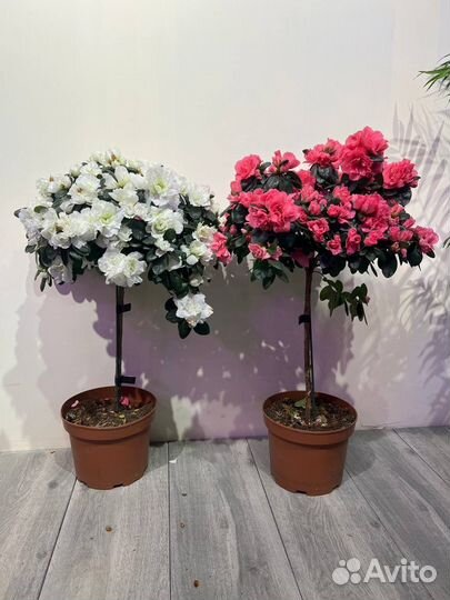 Азалия на штамбе 60 см