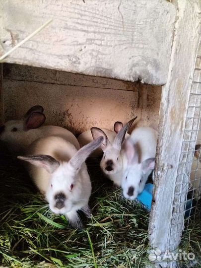 Калифорнийские кролики возраст 3 месяца 1200 за 1