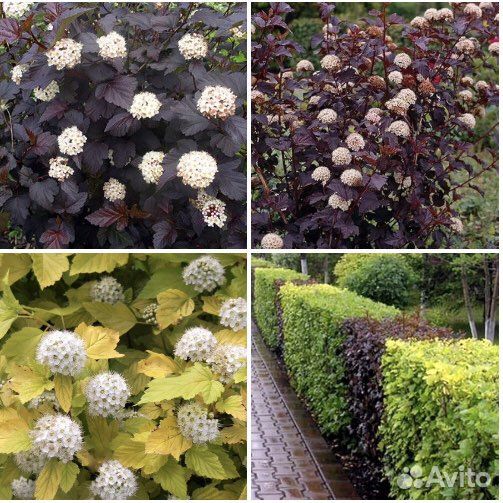 Пузыреплодник калинолистный, кустарники