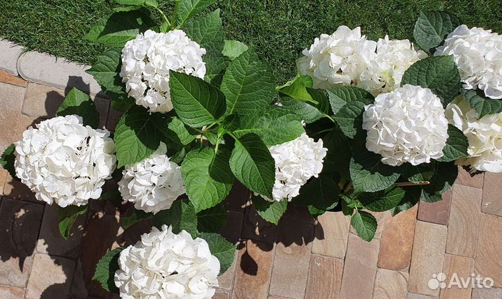 Гортензия крупнолистная белая