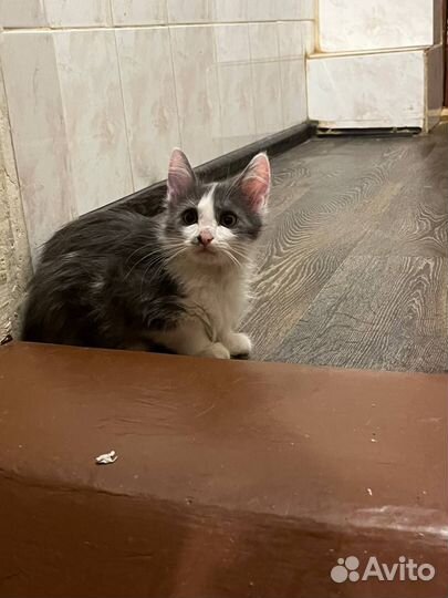 Пушистый мальчик (из приюта)