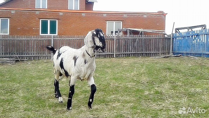 Нубийский породистый козёл для вязки