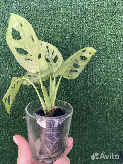 Монстера манки