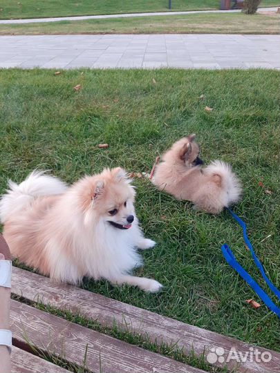 Щенок шпица девочка