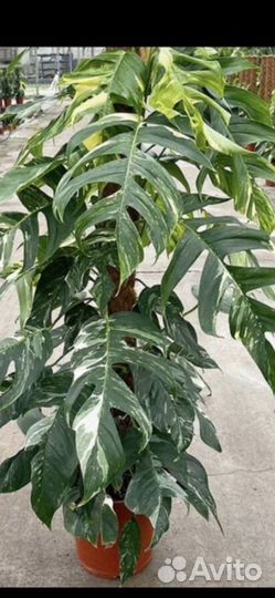 Эпипремнум pinnatum white