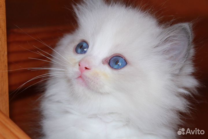 Котята рэгдолл. Последний мальчик (продан)