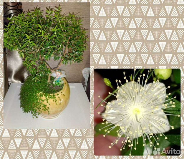 Мирт цветущий и другие ароматные растения