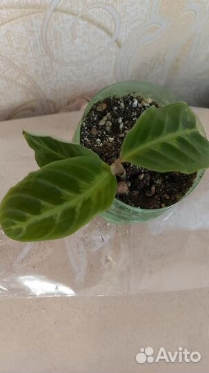 Калатея Варшевича