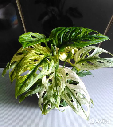 Монстера Адансони вар, Манки, строманта, филодендр