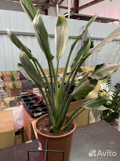 Стрелиция Регина 110см взрослая