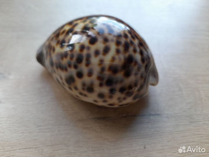 Морские ракушки, раковины