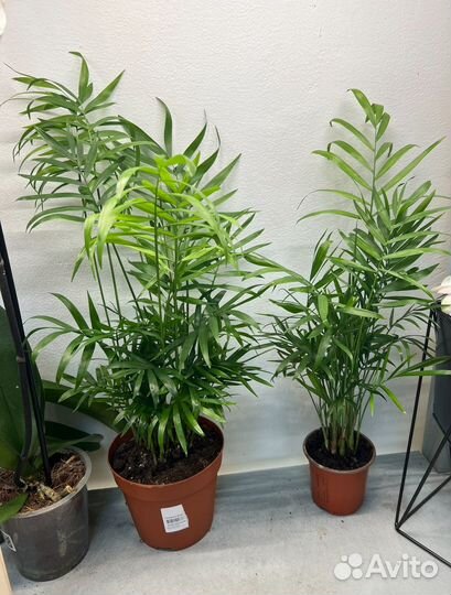 Пальма хамедорея